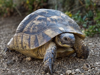 a close up of a turtle on a dirt ground