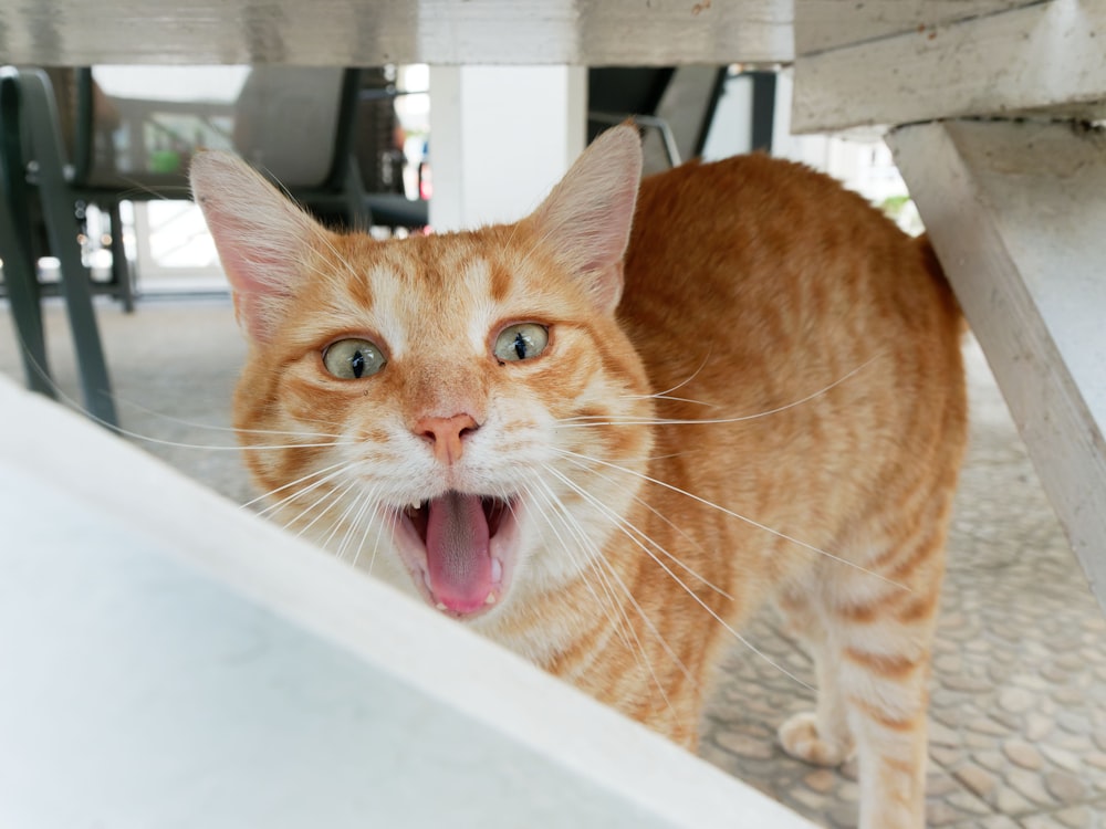 an orange and white cat yawning underneath a table