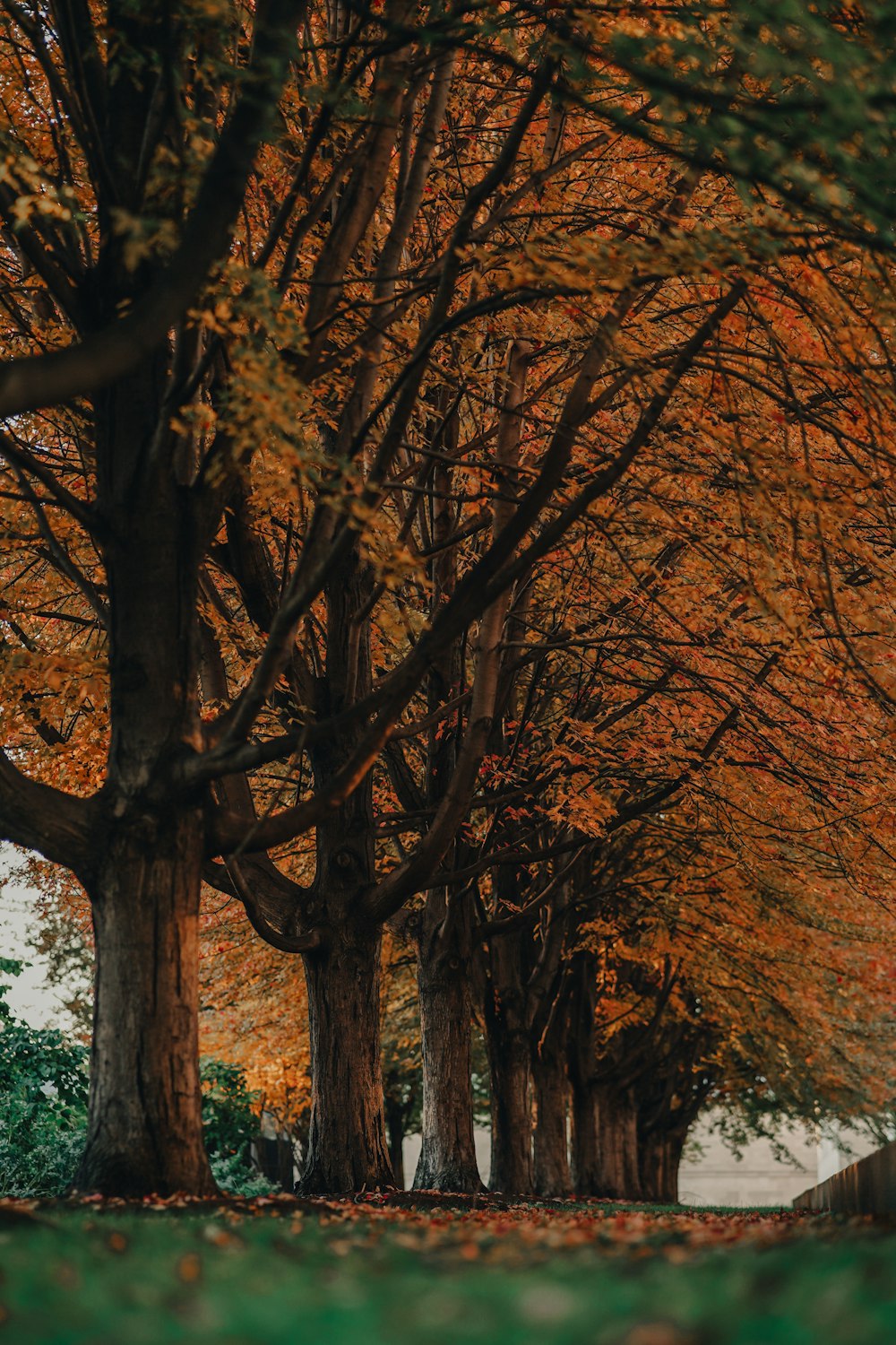 a couple of trees that are next to each other