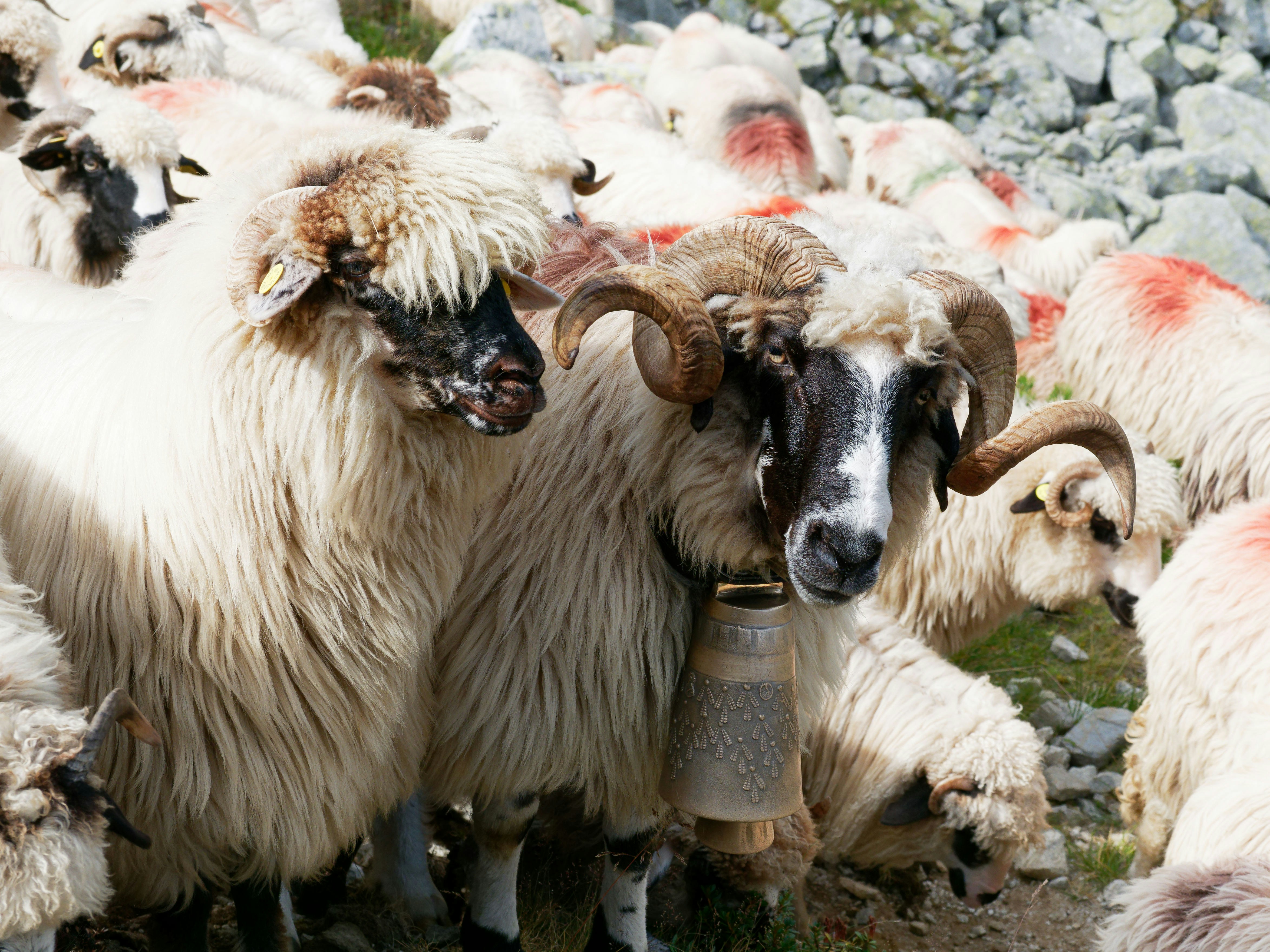 Un rebaño de ovejas de pie una al lado de la otra