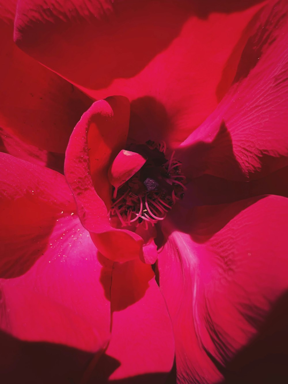 un gros plan d’une fleur rouge avec des gouttelettes d’eau
