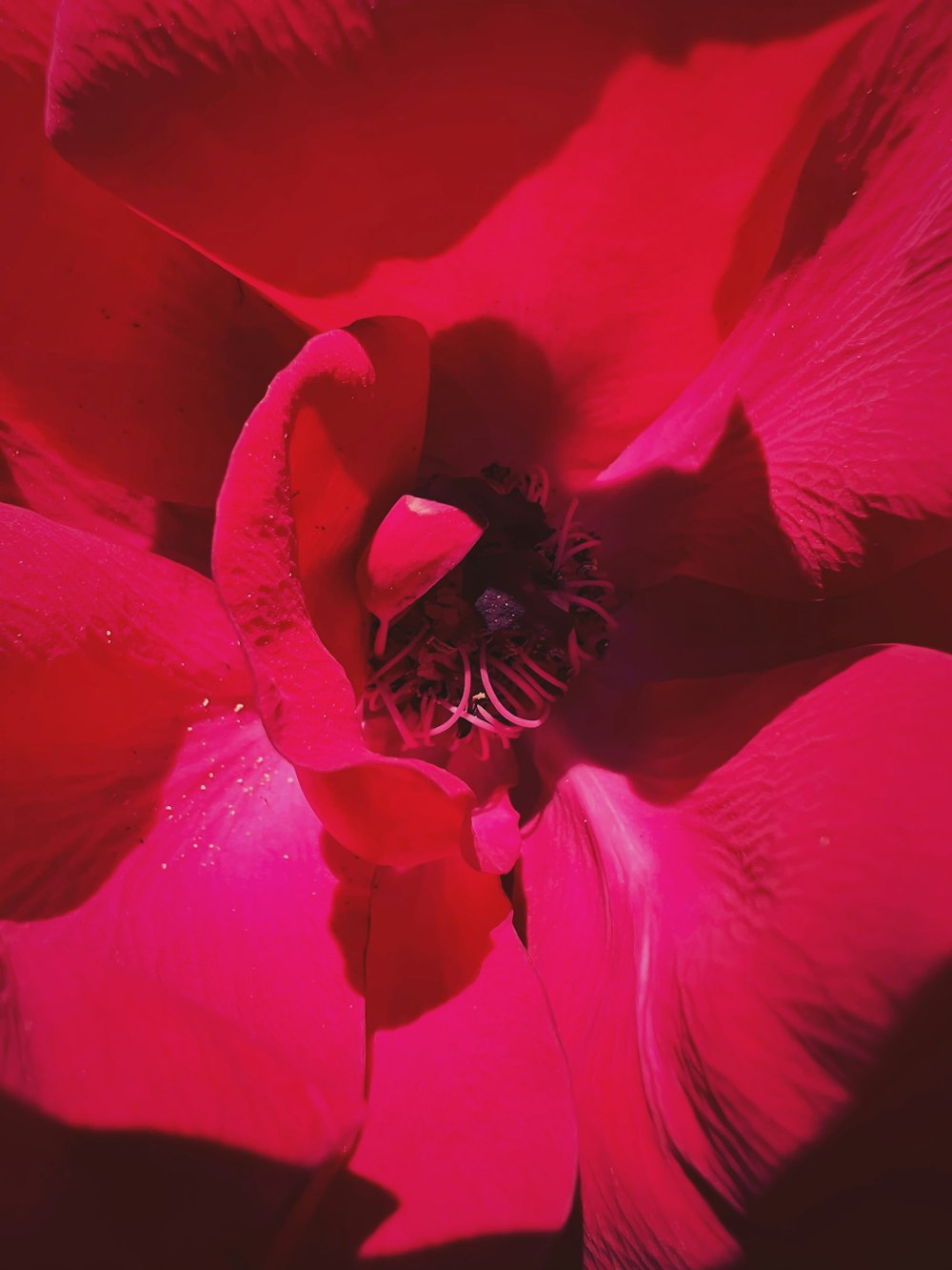 a close up of a red flower with water droplets