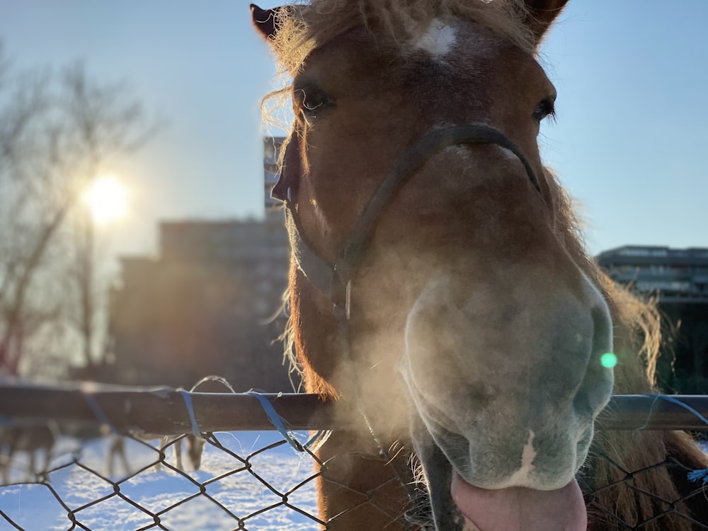 a horse sticking its head over a fence