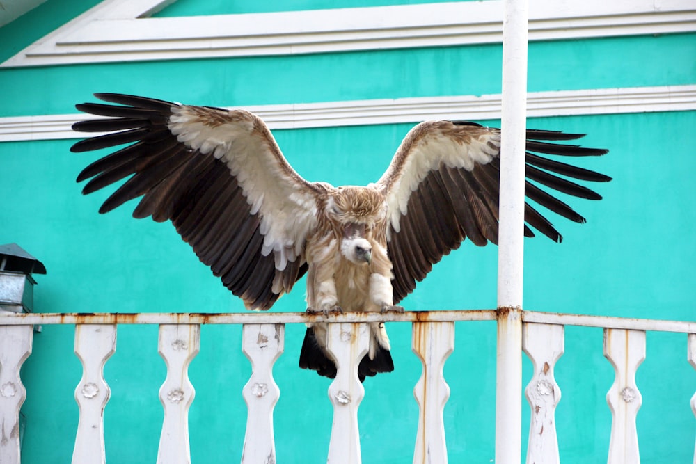 um pássaro grande com suas asas abertas em uma varanda