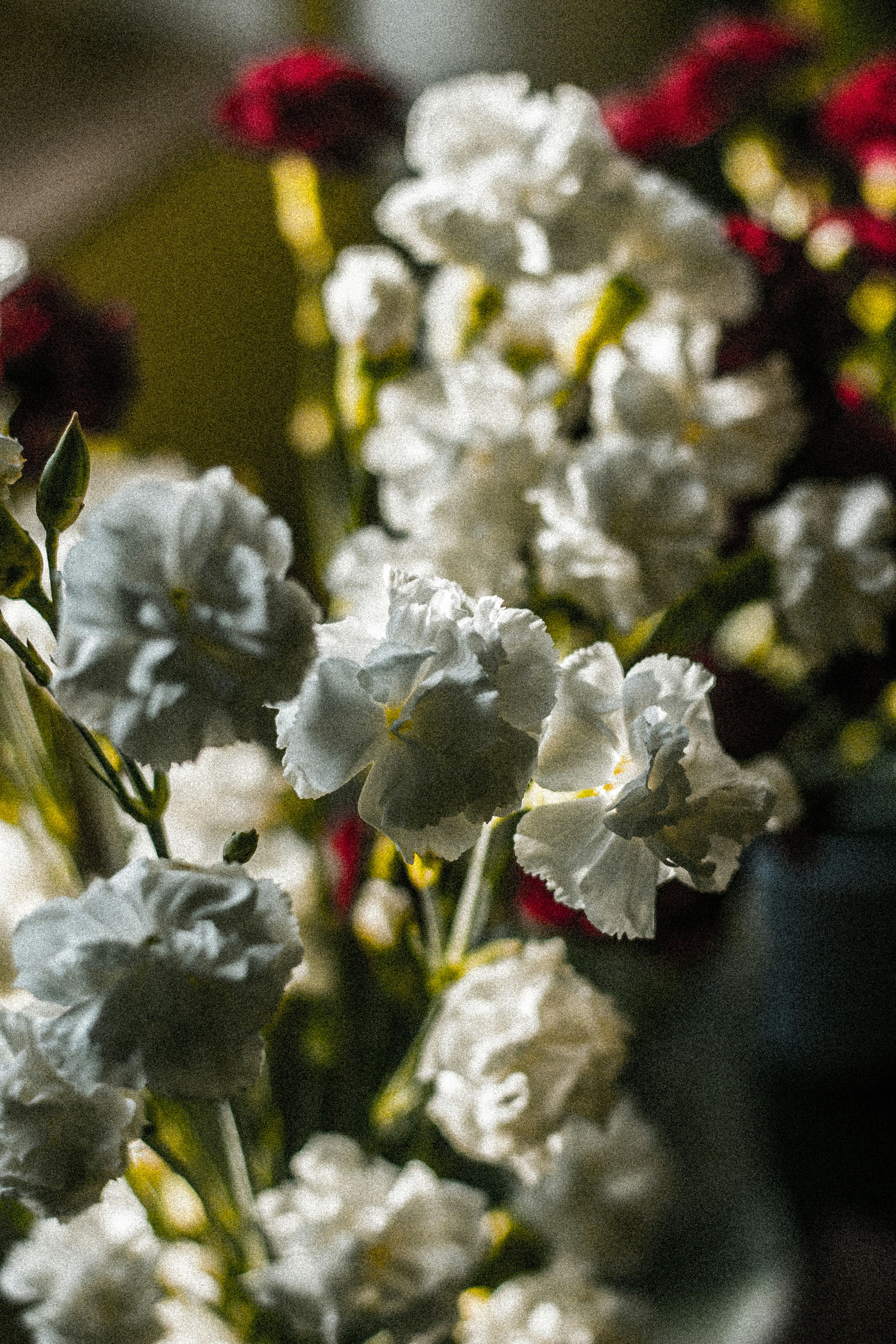 Photo by iamfrancismorgan