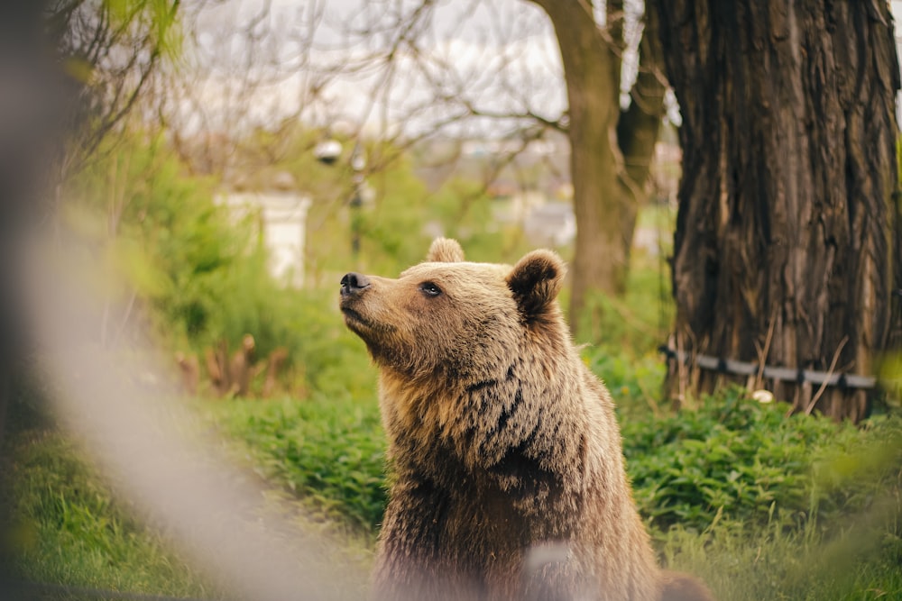 a brown bear looking up at a tree