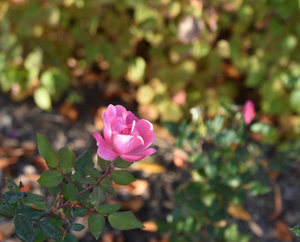 a single pink rose blooming in a garden