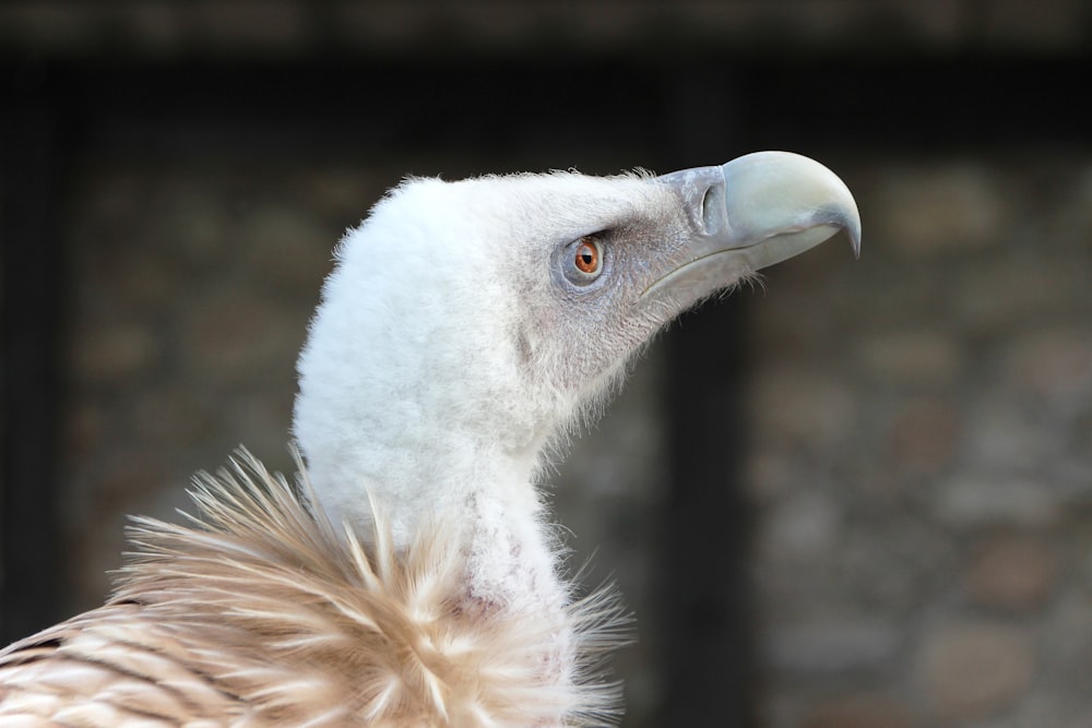 a close up of a bird with a blurry background