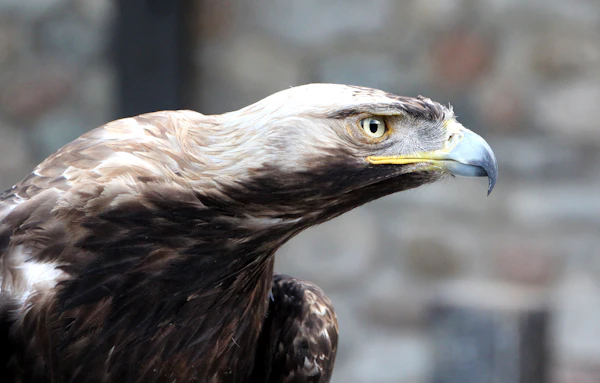 Close up of a golden eagle, bird of prey