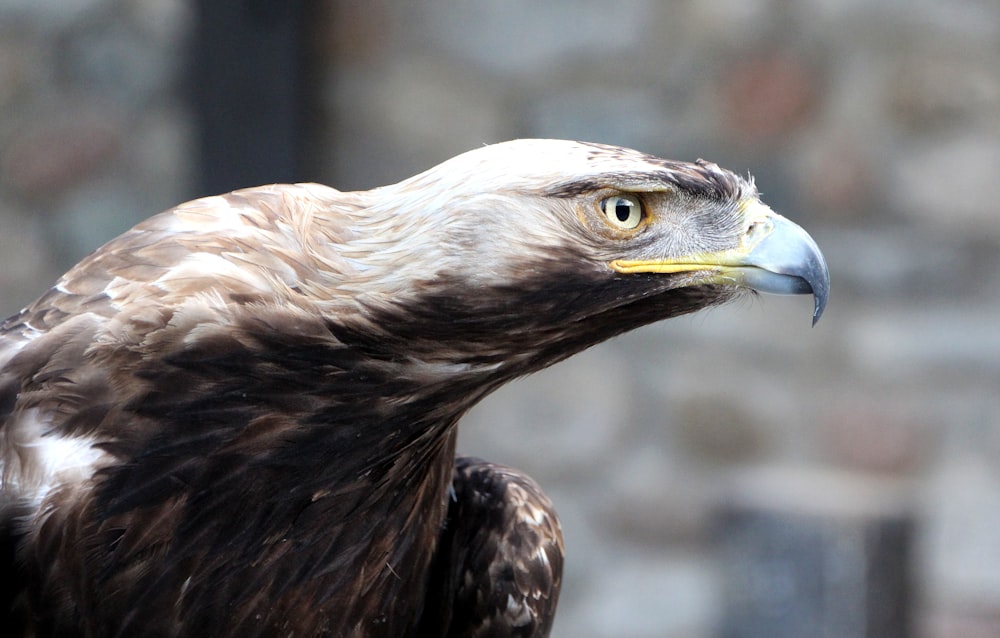 a close up of a bird of prey