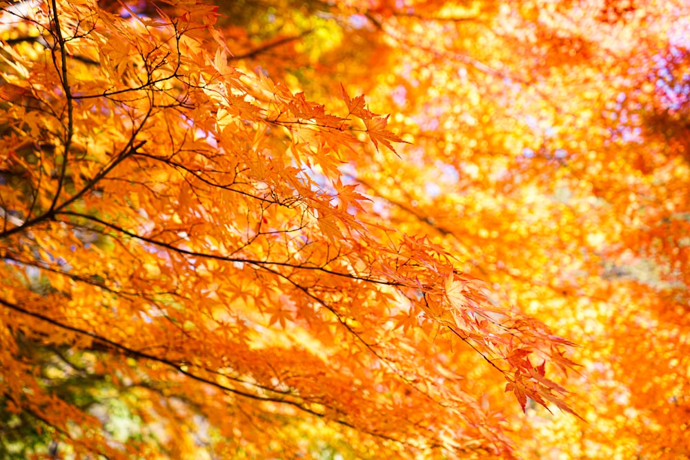 a tree with orange leaves in the fall