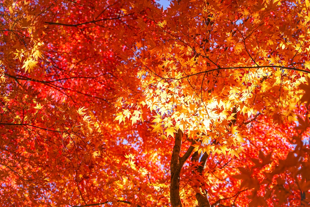 a large tree with lots of red and yellow leaves