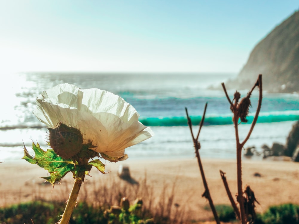 a white flower sitting on top of a sandy beach