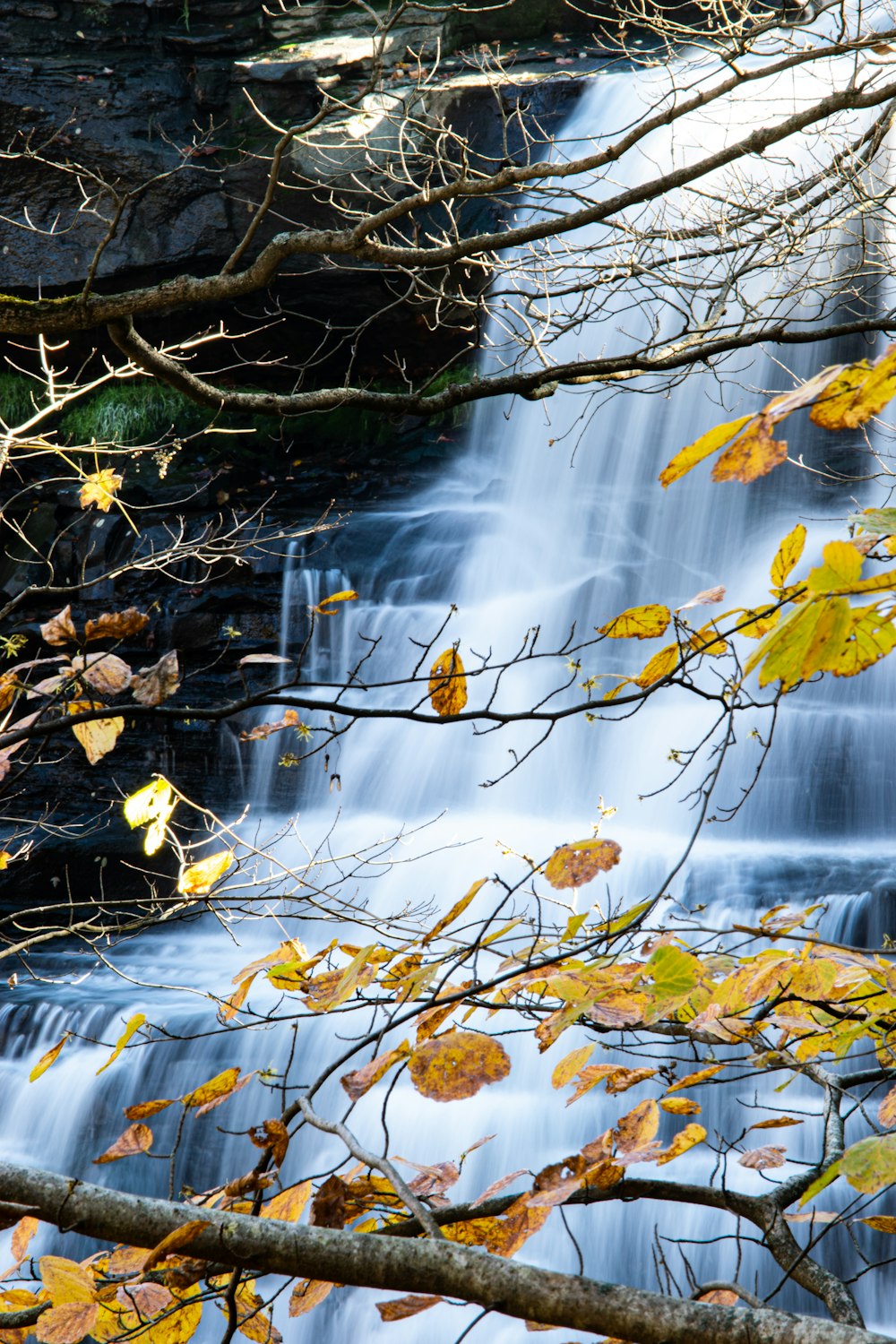 uma cachoeira com um monte de folhas sobre ela