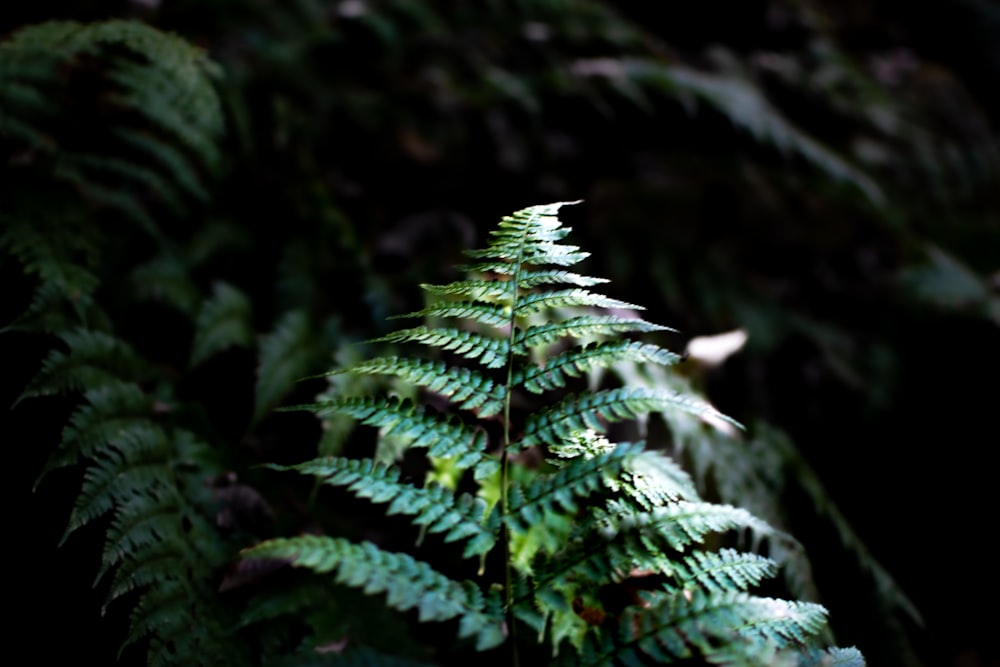 a green plant with lots of leaves on it