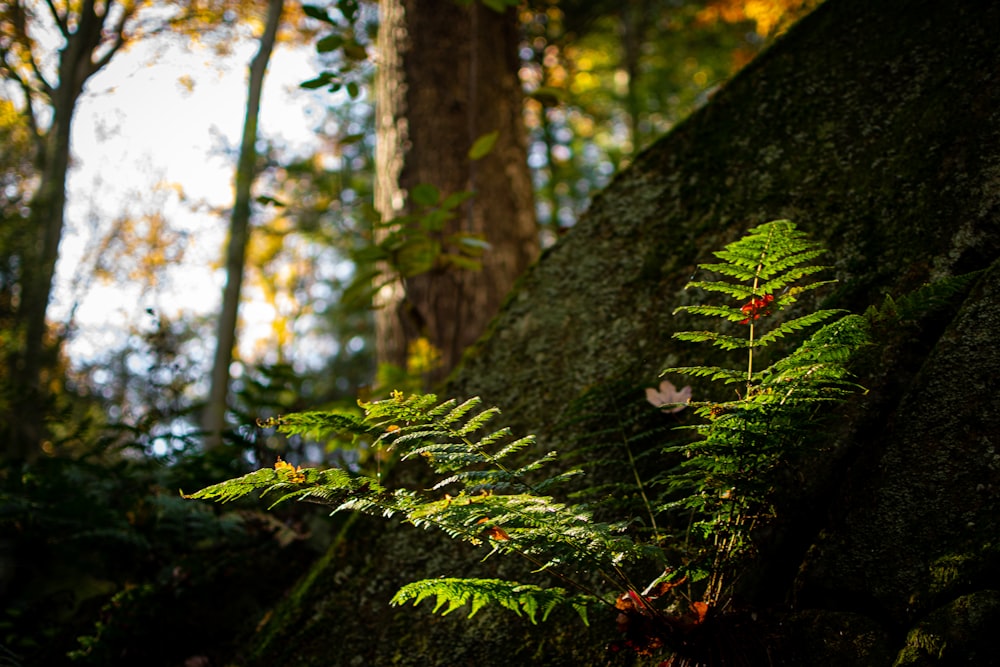a fern grows on a mossy tree in a forest