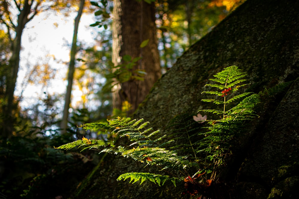 uma samambaia cresce em uma árvore musgosa em uma floresta