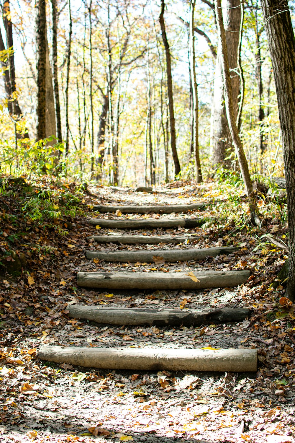 Un ensemble de marches de pierre dans les bois