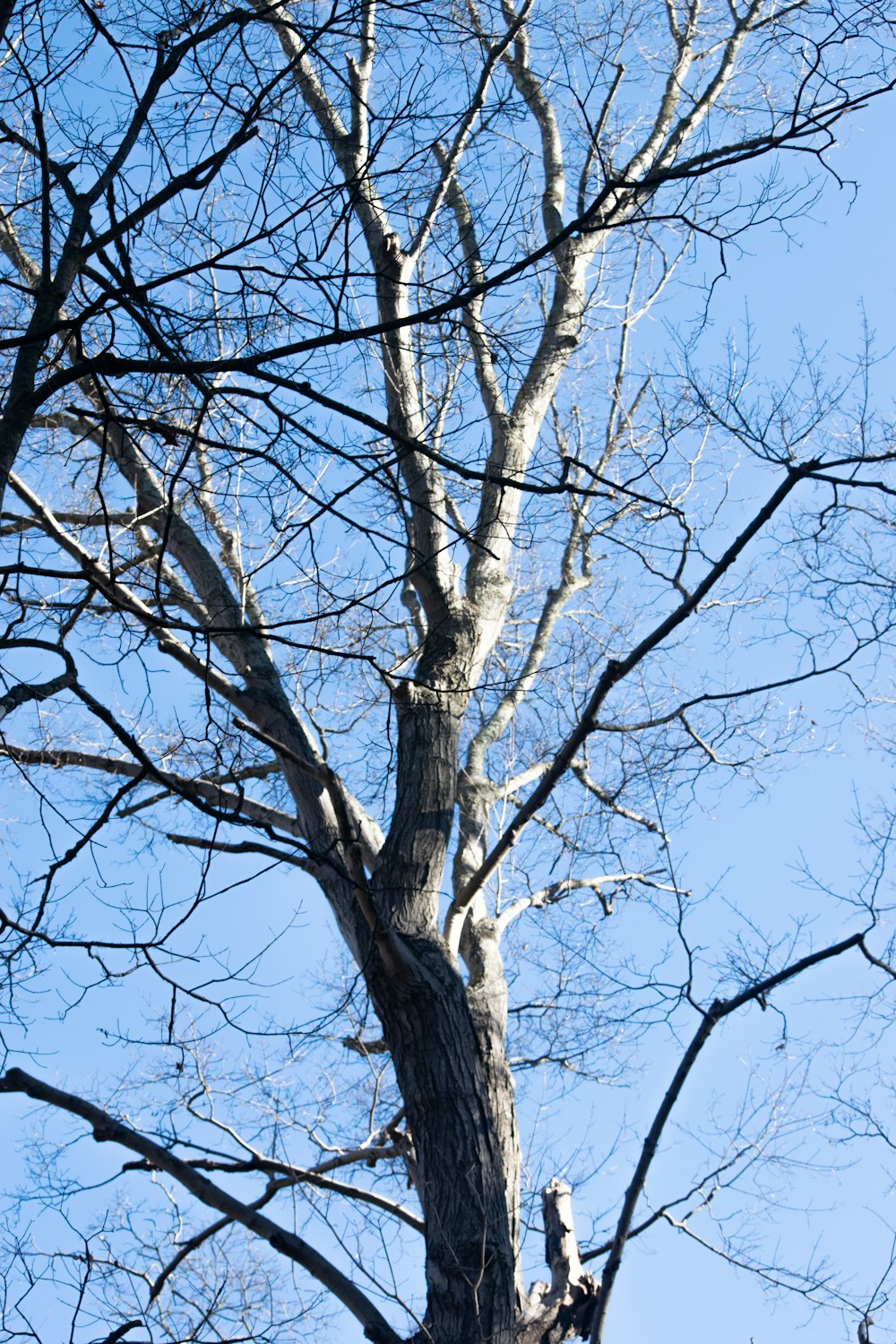 a tree with no leaves and no leaves on it