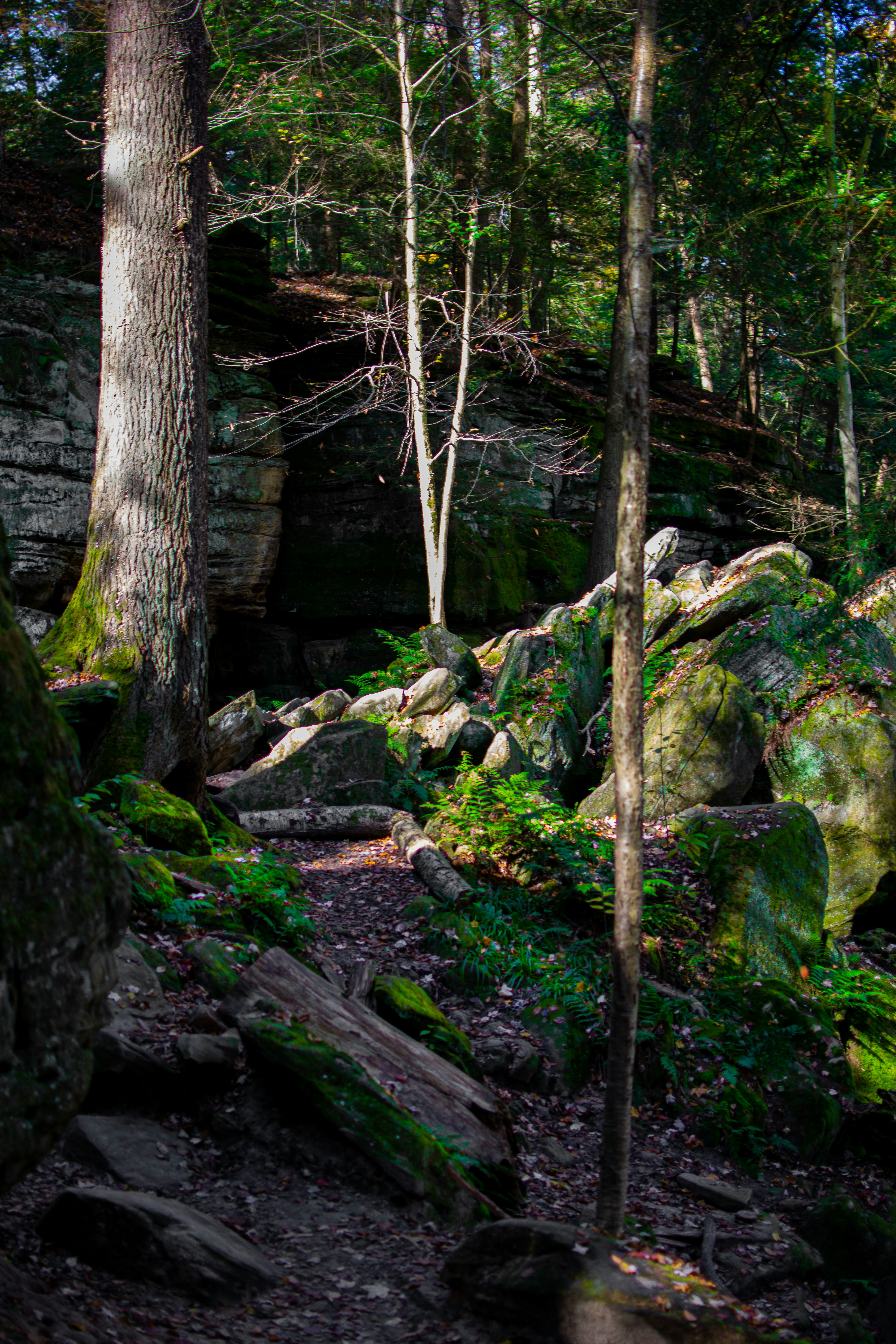 Choose from a curated selection of green wallpapers for your mobile and desktop screens. Always free on Unsplash.