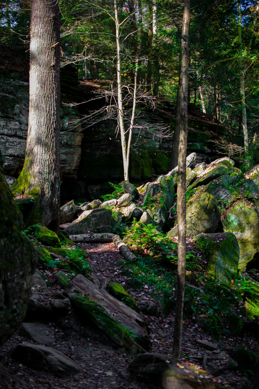 Une forêt remplie de nombreux rochers et arbres