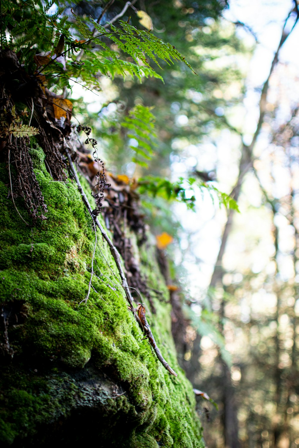 a moss covered rock wall in the woods