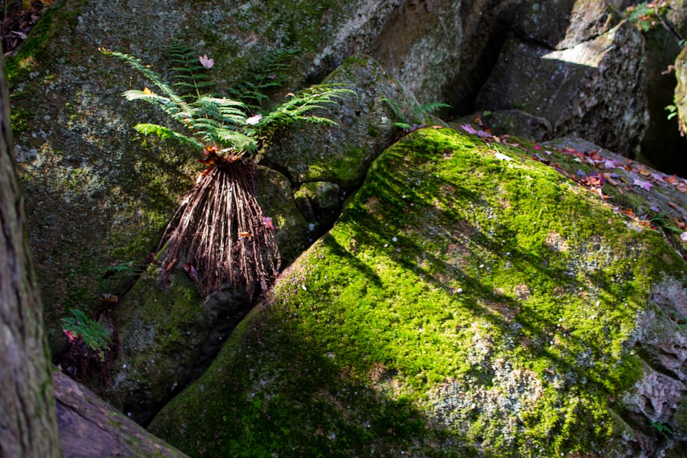 una planta que crece de una roca cubierta de musgo