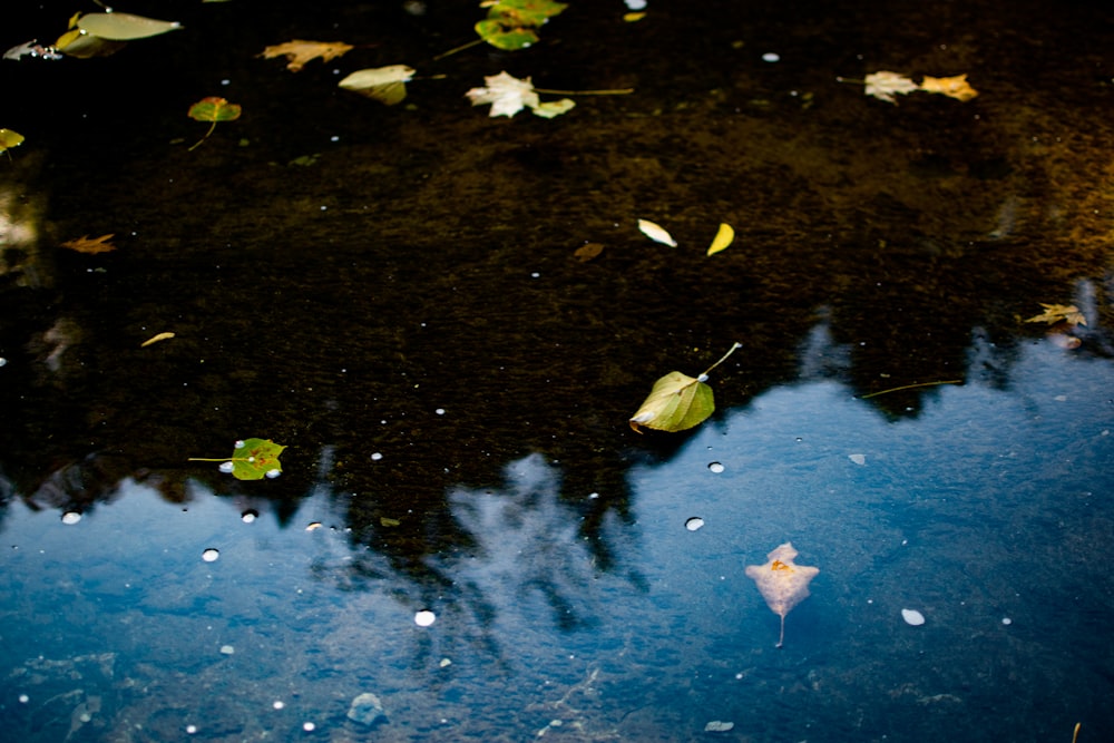 le reflet d’un arbre dans une flaque d’eau