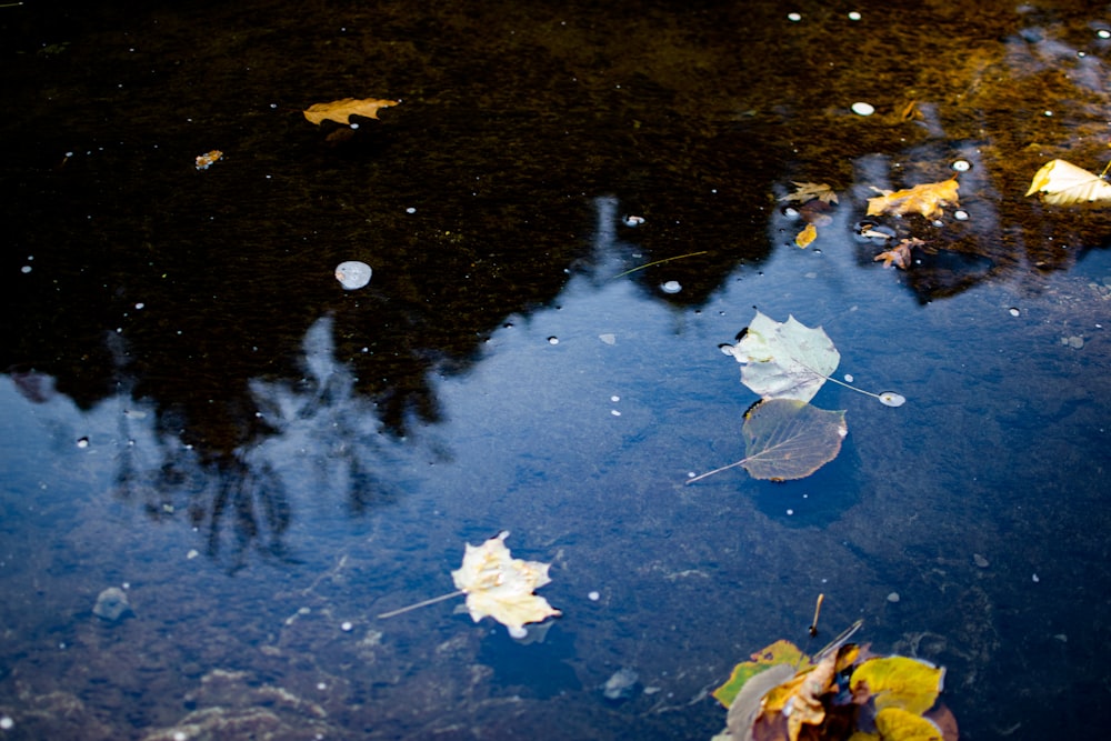 leaves floating on the surface of a body of water