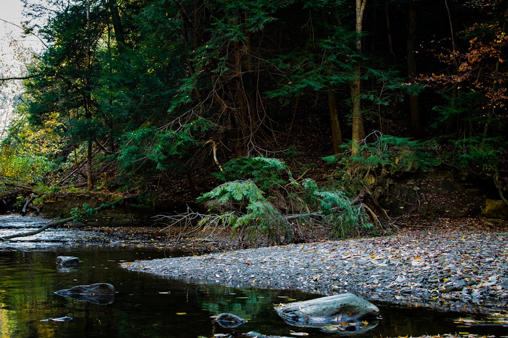 un ruisseau qui traverse une forêt remplie de nombreux arbres