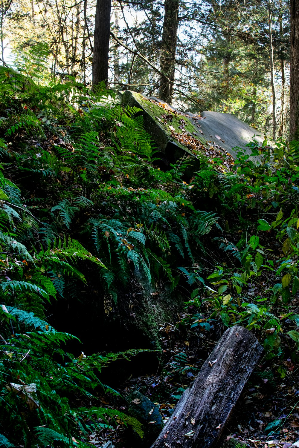 a wooden bench sitting in the middle of a forest