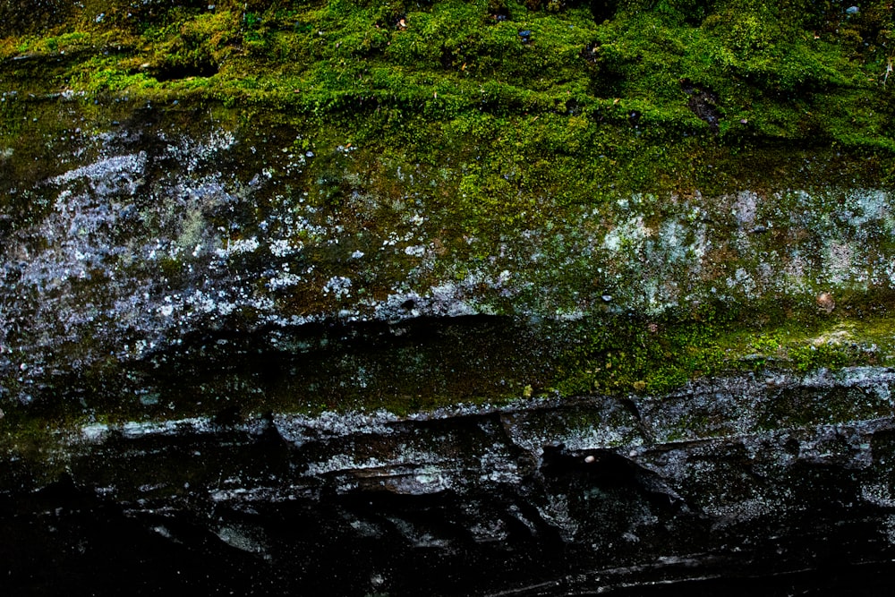 una pared de roca cubierta de musgo verde con un pájaro encaramado encima de ella