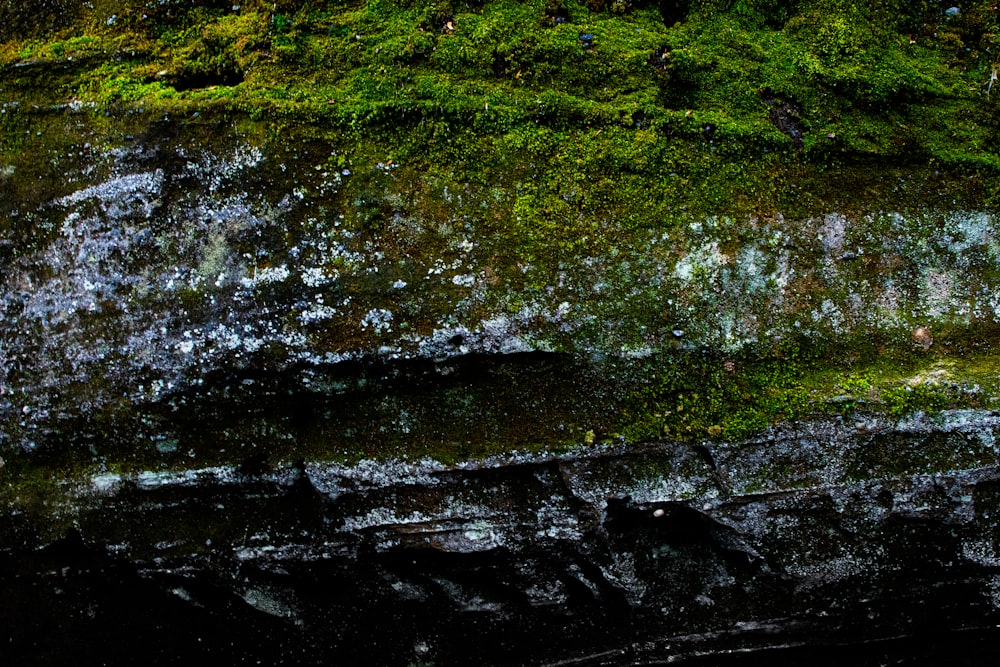 a green moss covered rock wall with a bird perched on top of it