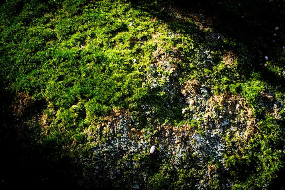 a close up of a patch of green grass