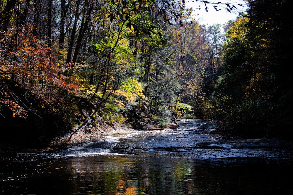 a river running through a forest filled with lots of trees