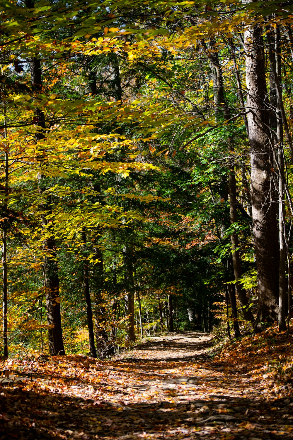 a dirt road surrounded by trees and leaves