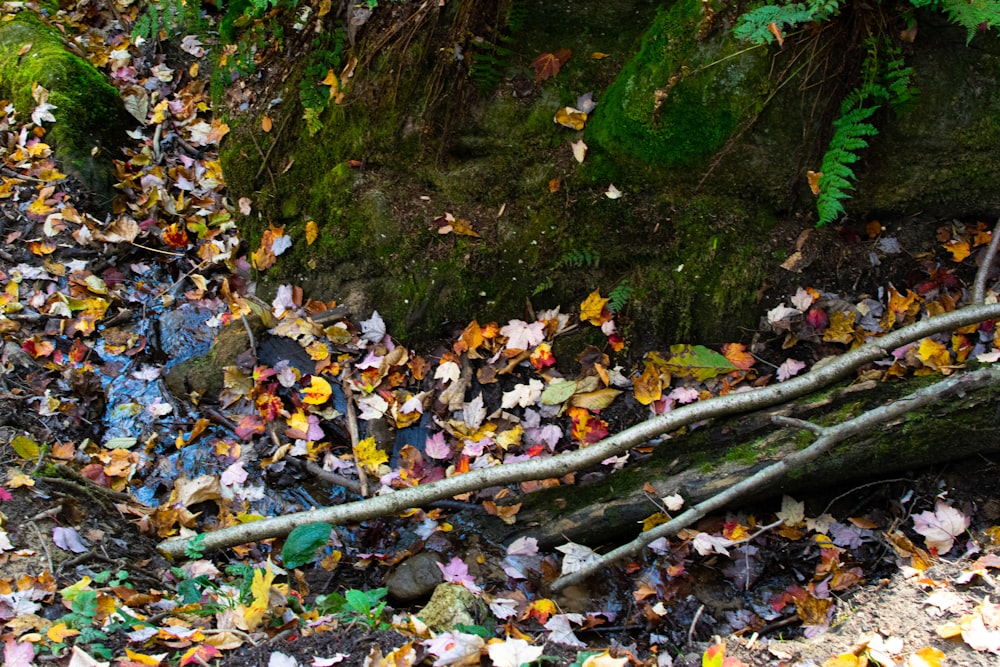 a fire hydrant surrounded by fallen leaves in a forest