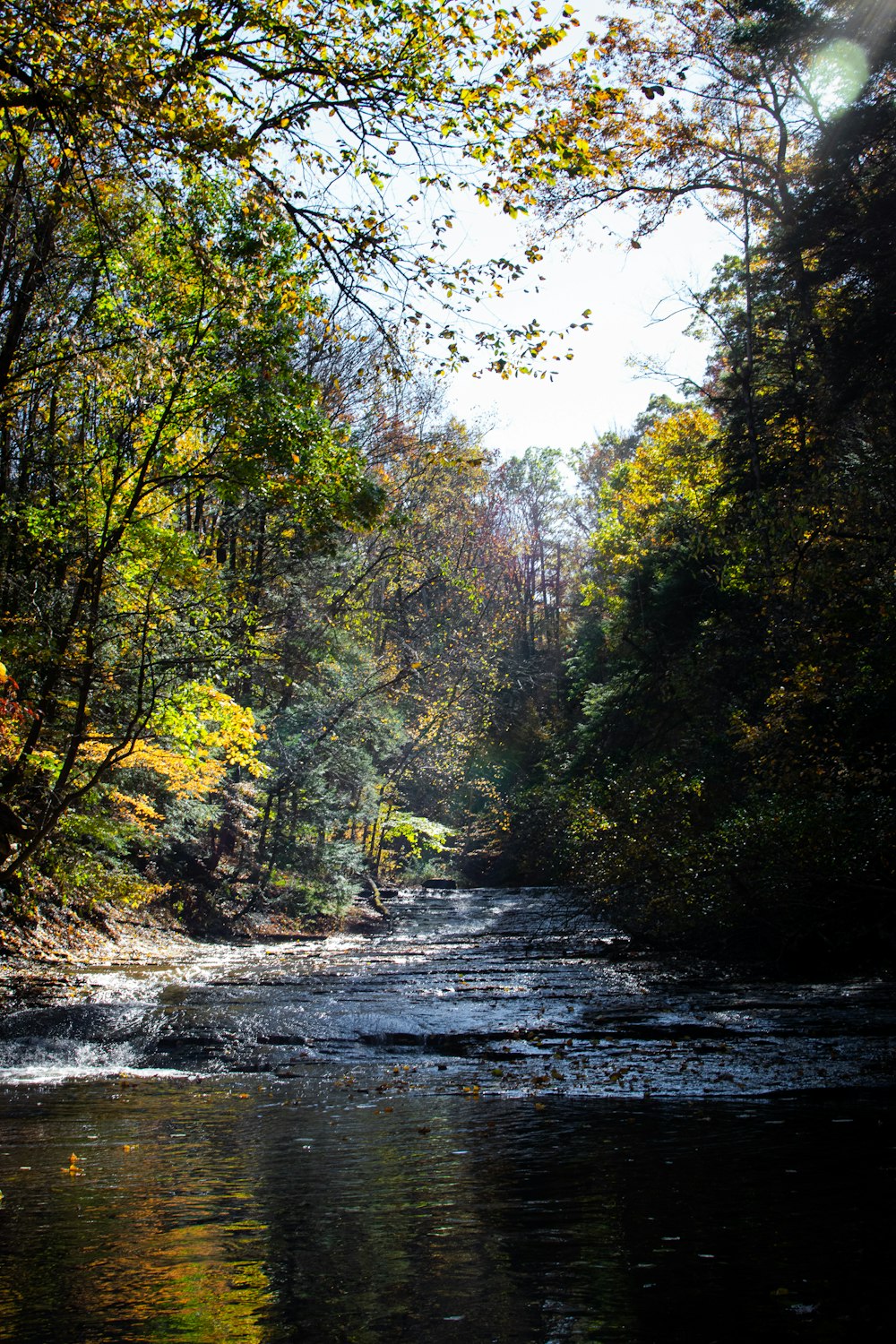 a river running through a forest filled with lots of trees