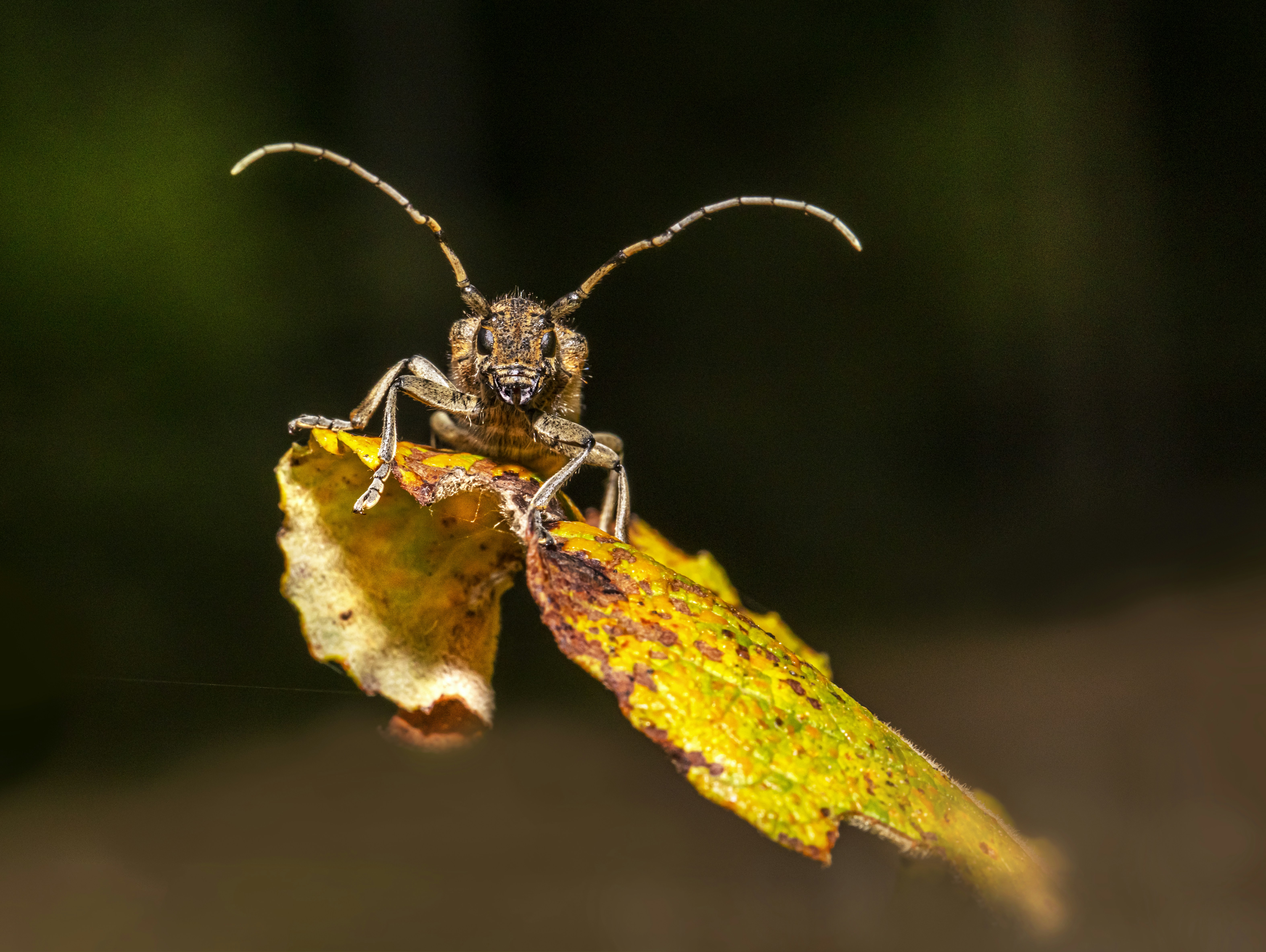 a close up of a bug on a leaf
