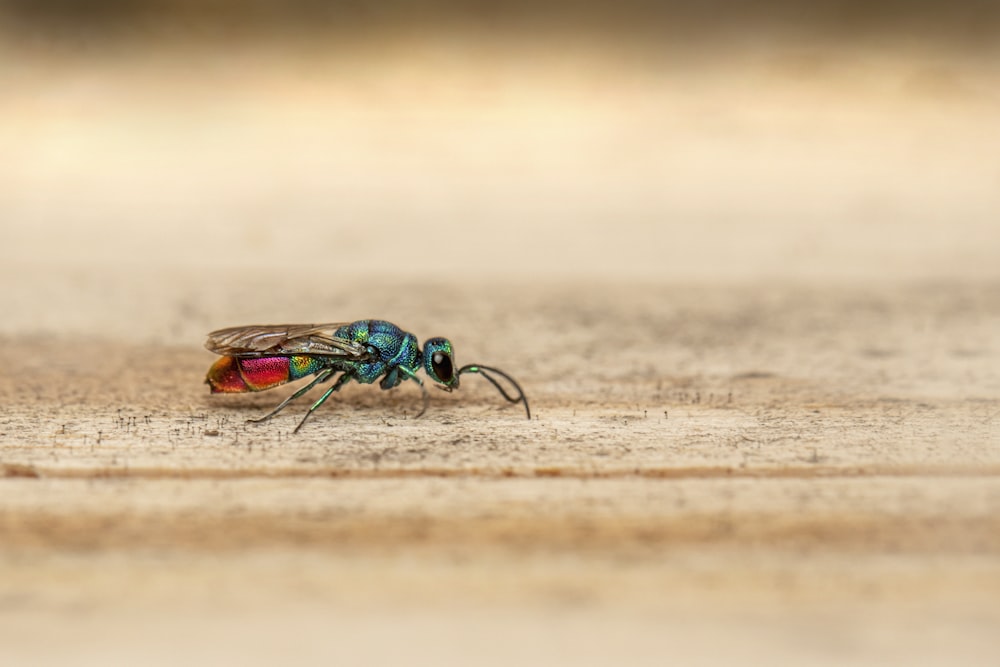 eine Fliege, die mit verschwommenem Hintergrund auf dem Boden sitzt