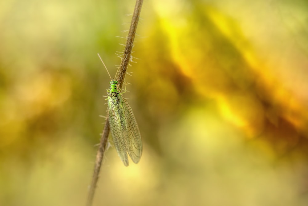 a green insect sitting on top of a plant