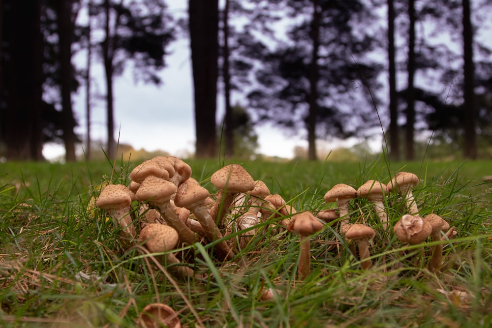 a group of mushrooms that are in the grass