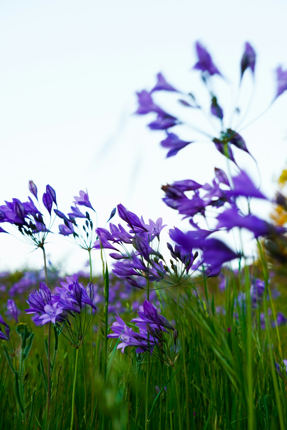 a bunch of purple flowers that are in the grass