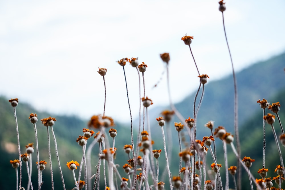 a field of flowers with mountains in the background