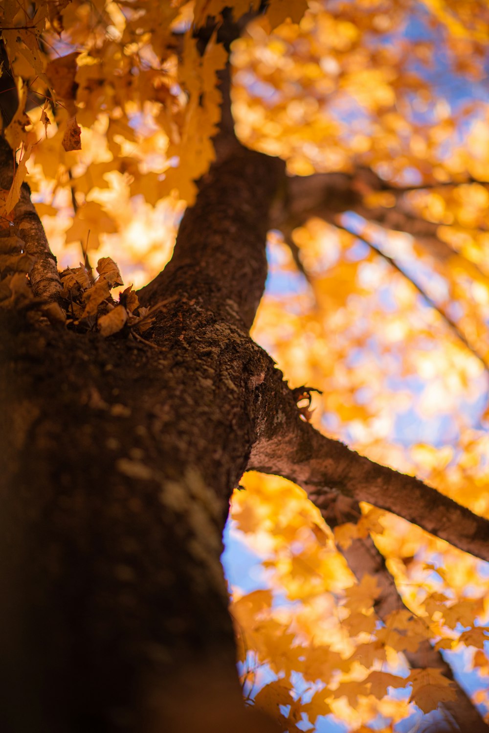 Ein Baum mit gelben Blättern und blauem Himmel im Hintergrund