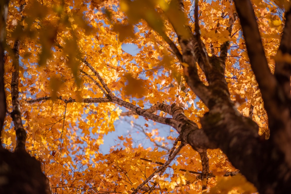 a tree with yellow leaves and a blue sky in the background