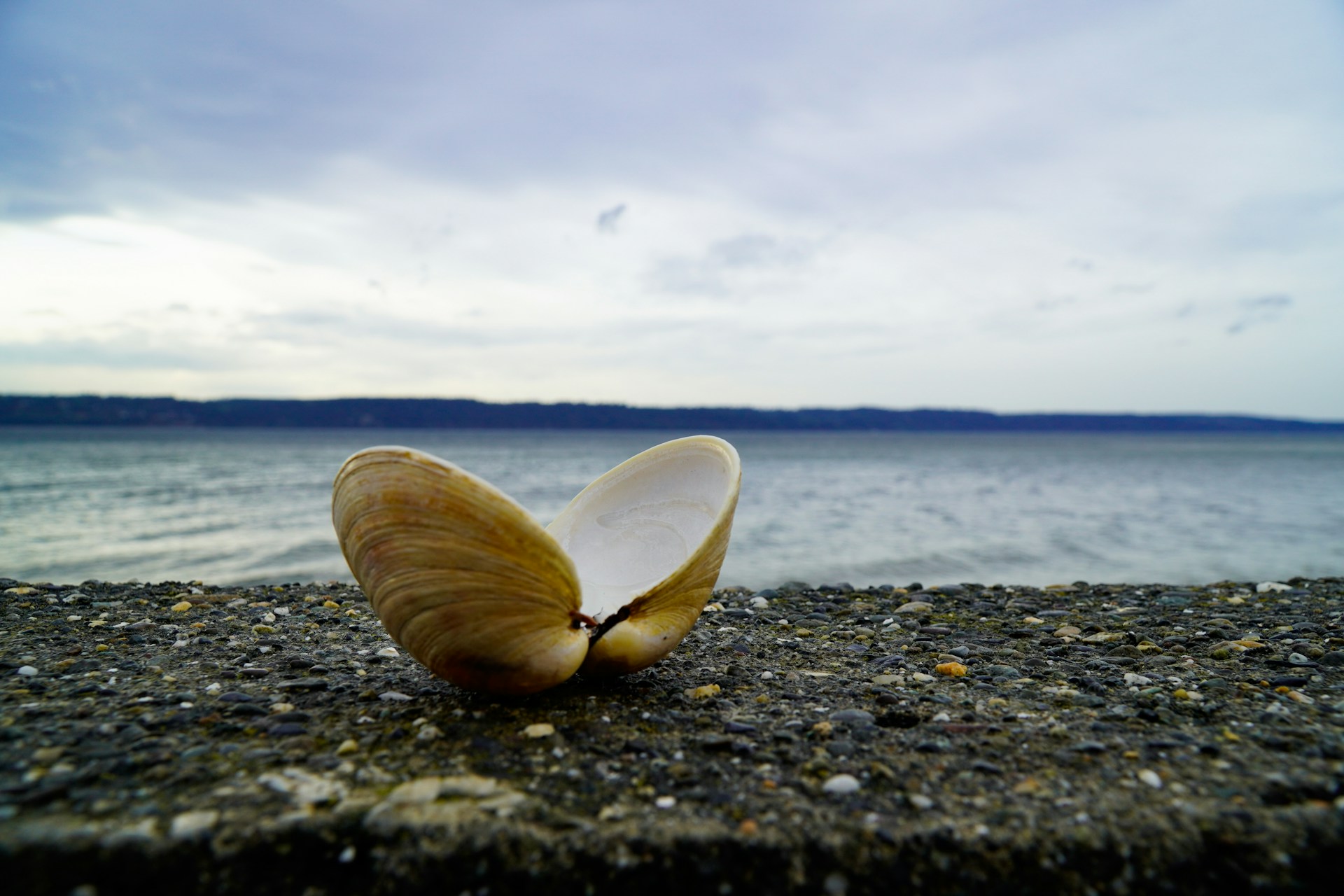 a shell sitting on the ground next to the water