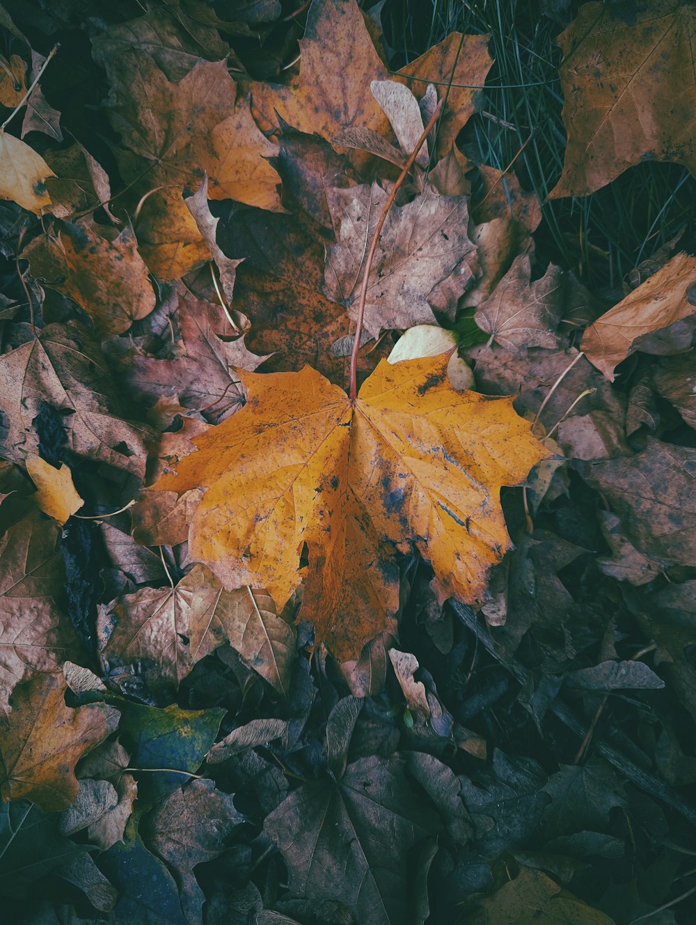 a yellow leaf laying on top of a pile of leaves
