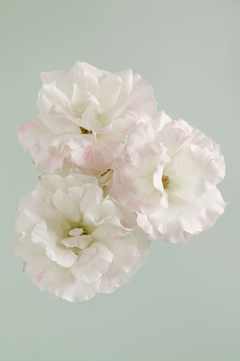 three pink and white flowers are in a vase