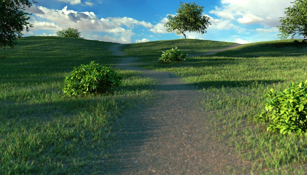 a path in the middle of a lush green field